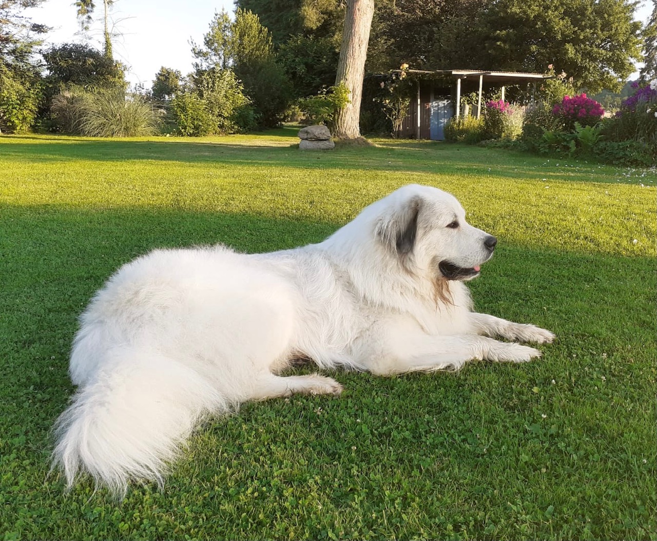 Pyrenäenberghund Odin liegt zufrieden in seinem Garten. Im Hintergrund scheint die Sonne auf den gemähten Rasen.