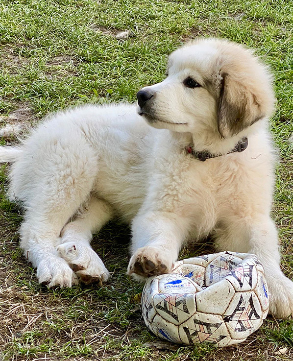 Ein Pyri liegt zufrieden mit einem erlegtem Fußball im Gras
