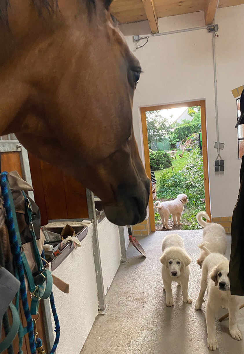 Die Hundegeschwister blicken skeptisch und mit Ehrfurcht auf ein Pferd im Vordergrund