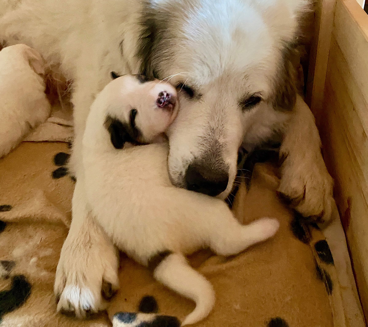 Ein Welpen-Junges kuschelt an Mutters Schnautze