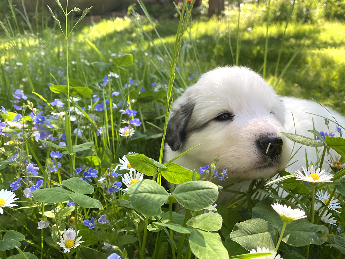 Ein junger Pyrenäenberghund blickt zwischen Blumen und Klee in die Welt