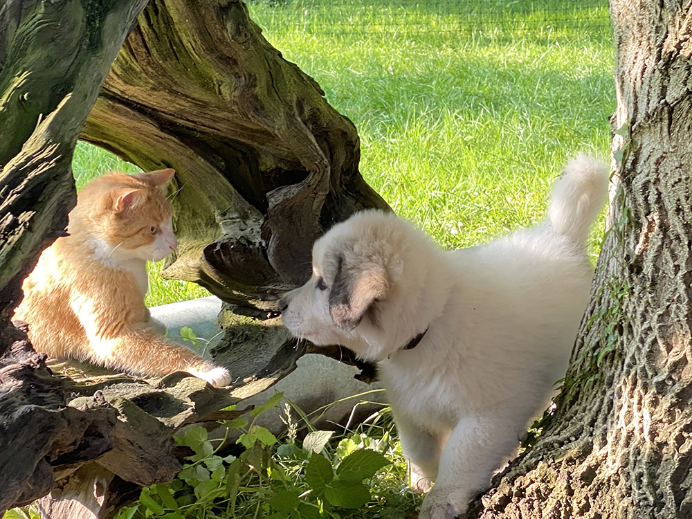 Hund und Katz begutachten sich mit gebührendem Sicherheitsabstand